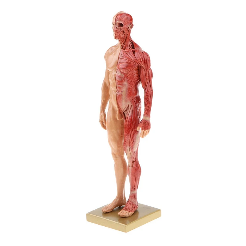 

30CM Resin Medical Bust Art Human Body Muscul Skeletal Anatomical Structure Model Art Painting