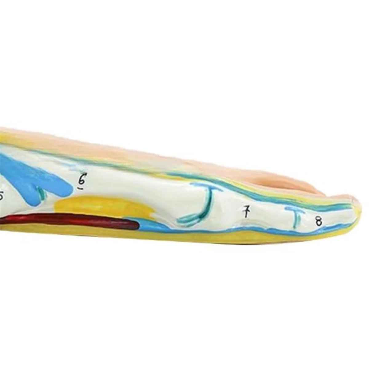 Modelo de anatomia do pé Gfc, modelo de pé de anatomia humana, modelo de pé arqueado plano normal, modelo de músculo do pé humano pés chatos (pé plano)