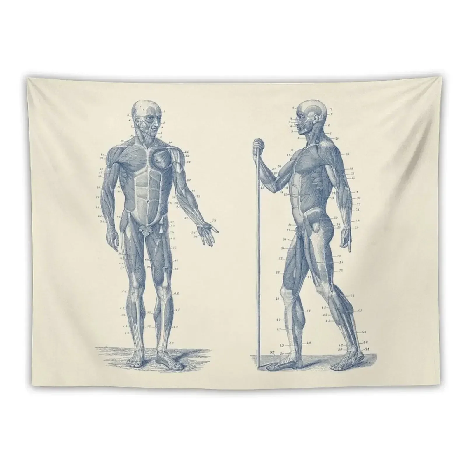 

Dual View Human Muscle System - Vintage Anatomy Tapestry Aesthetic Room Decor House Decor Kawaii Room Decor Tapestry