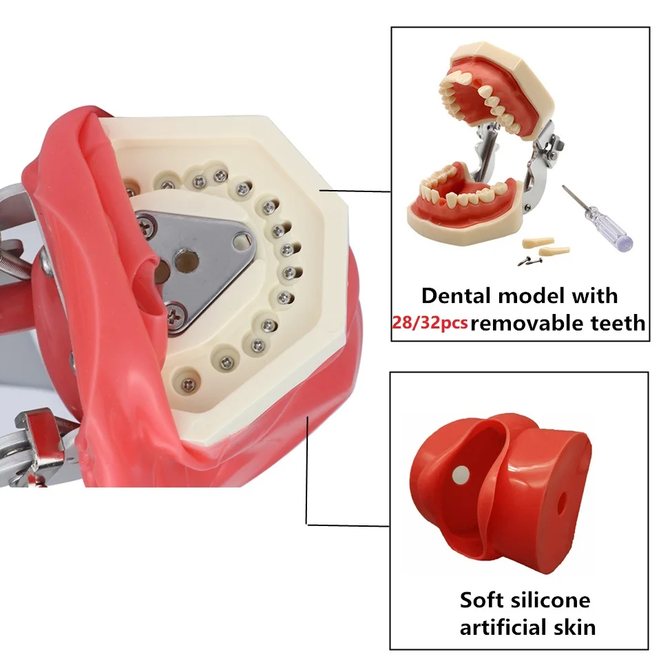 Simple Head Model Dental Simulator Manikin Phantom Typodont Standard Model Dentistry Lab Equipment For Teaching Study Training