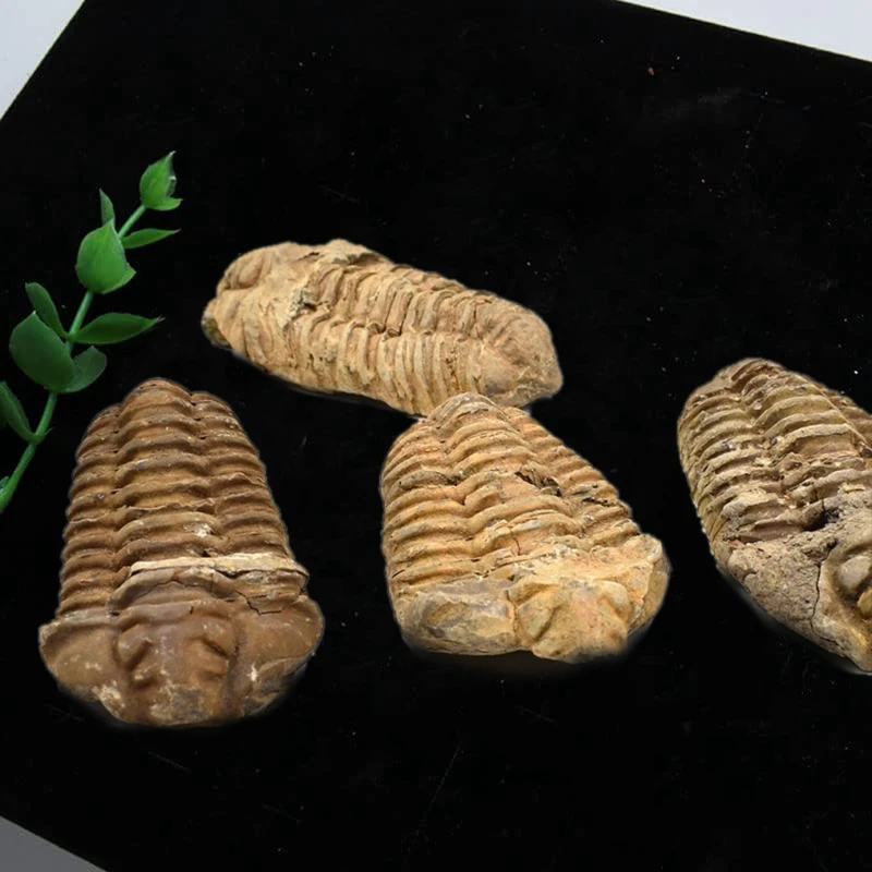 Imitation Fossil Stereoscopic Trilobite Stone Men Gift Desk Decorations Ornaments for Home Funny Gifts Sculptures & Figurines