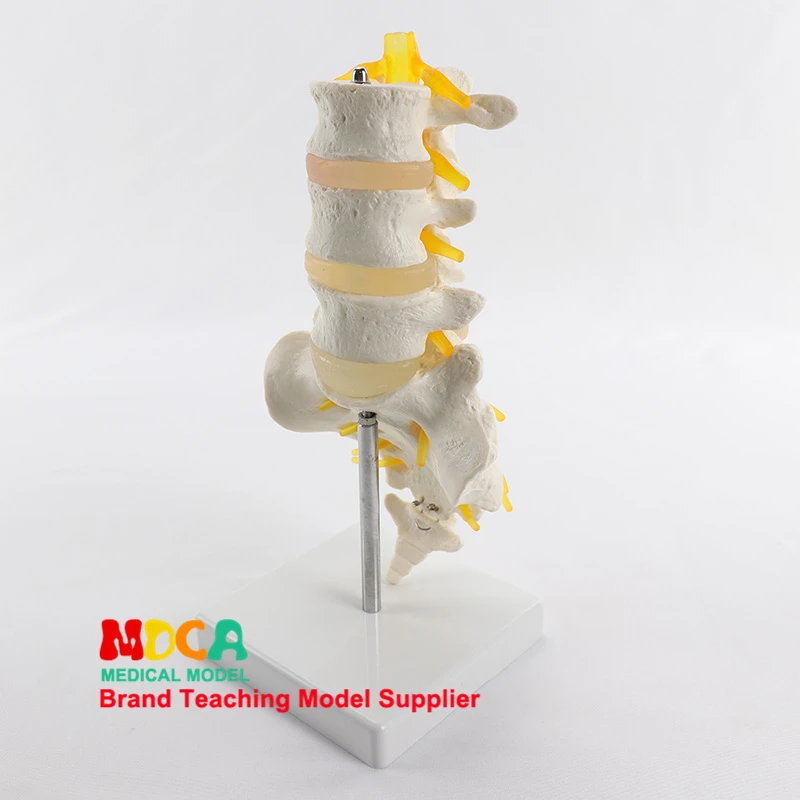 Life Size Lumbar Spine With Sacrum Anatomy Model Human Spine  Anatomical Model Medical Teaching Tool