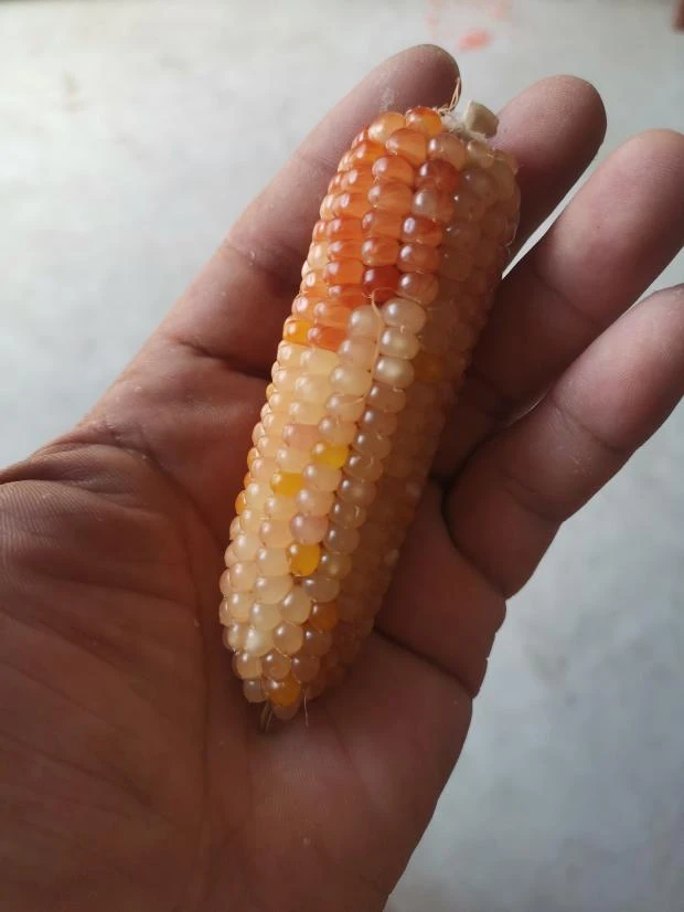 

2025 New aron Color Ice Crystal aron Sle Gourd Or Corn Buddhist Seeds Ornament Elely Hanrted Home Decor