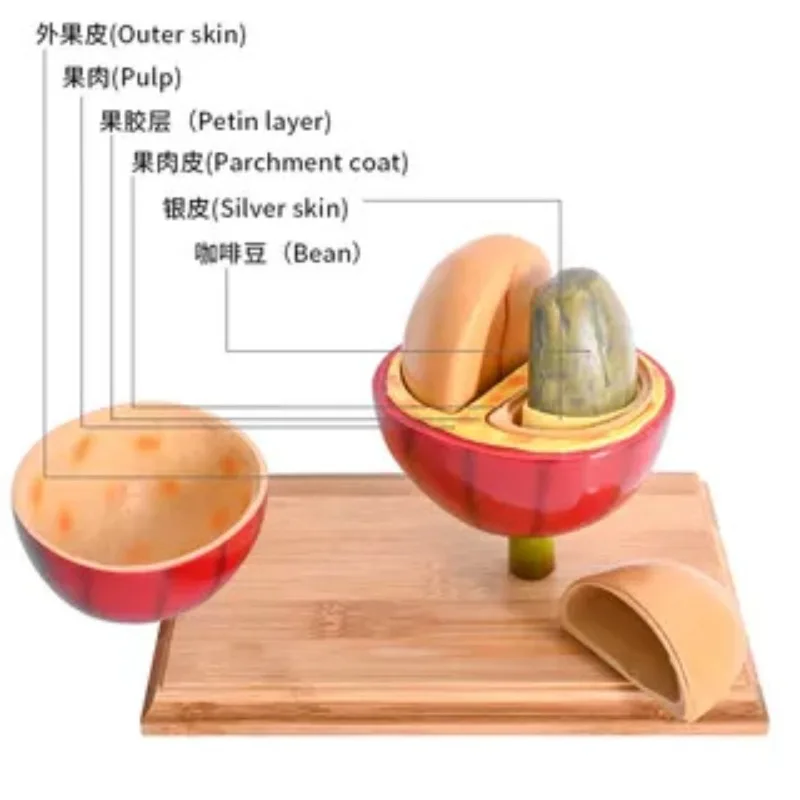 Coffee Roaster Teaching Accessories Appliances Cafe Coffee Bean Display Simulation Model Coffee Tree Potted Ornament