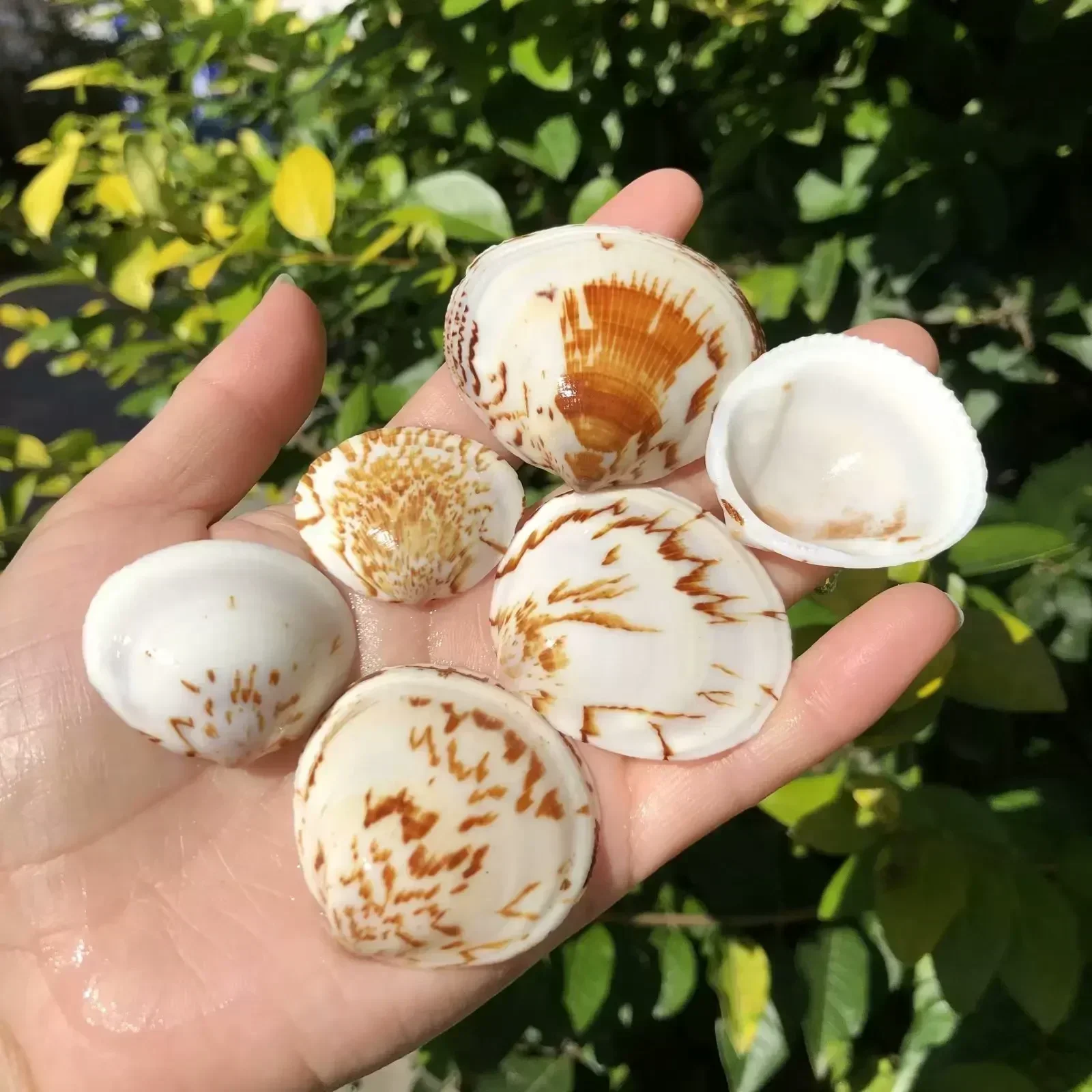 6pcs Natural Shells Conch Scallops Landscape Clams Fish Tanks Aquariums Home Crafts