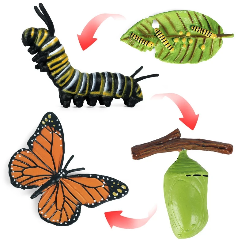 Figura del ciclo de vida de simulación AM de un ciclo de crecimiento de mariposa, insectos, animales, biología educativa, juguete científico