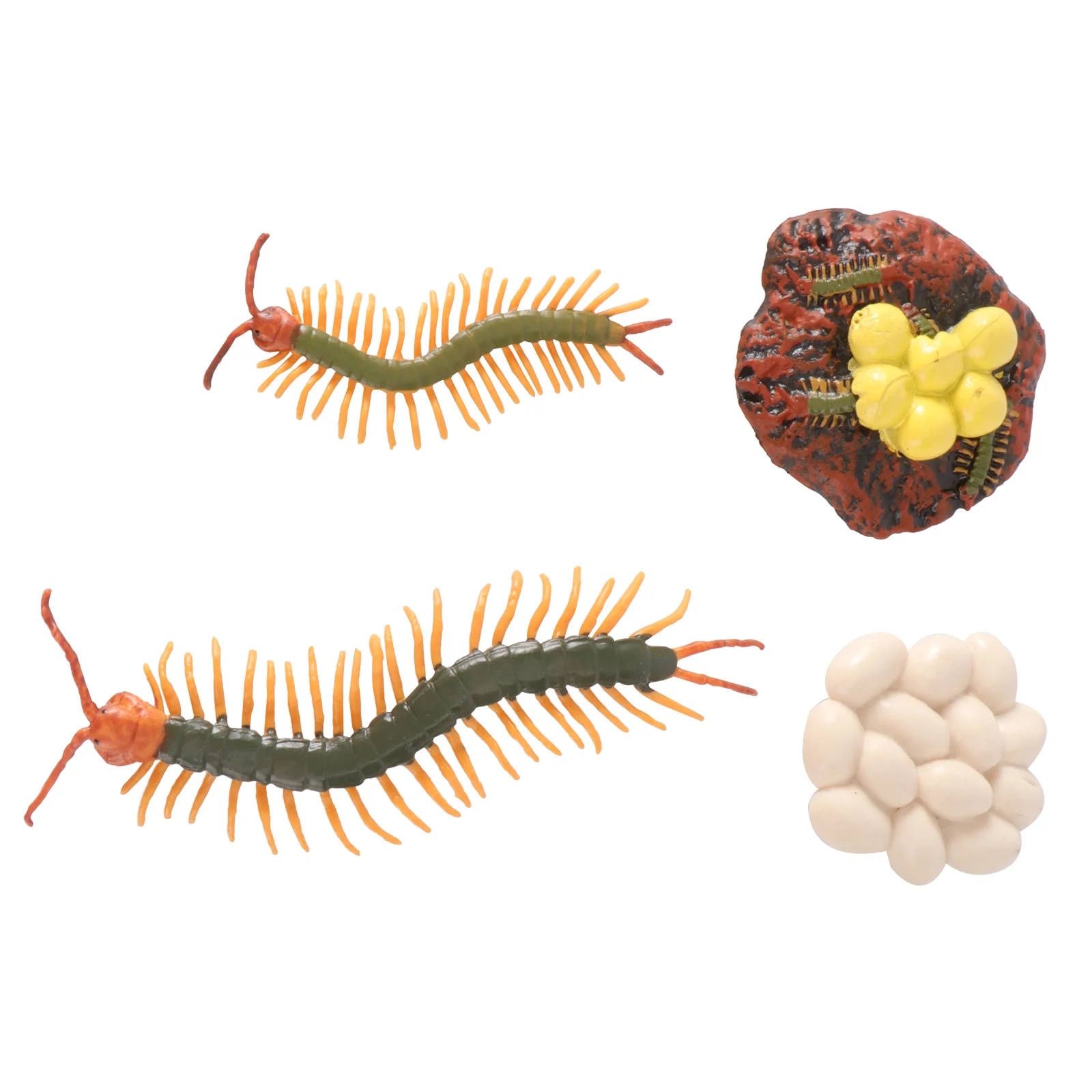 Animal Life Cycle Toy Development Toys Growth Model Children’s Childrens Centipede Plaything Educational Creature Learn