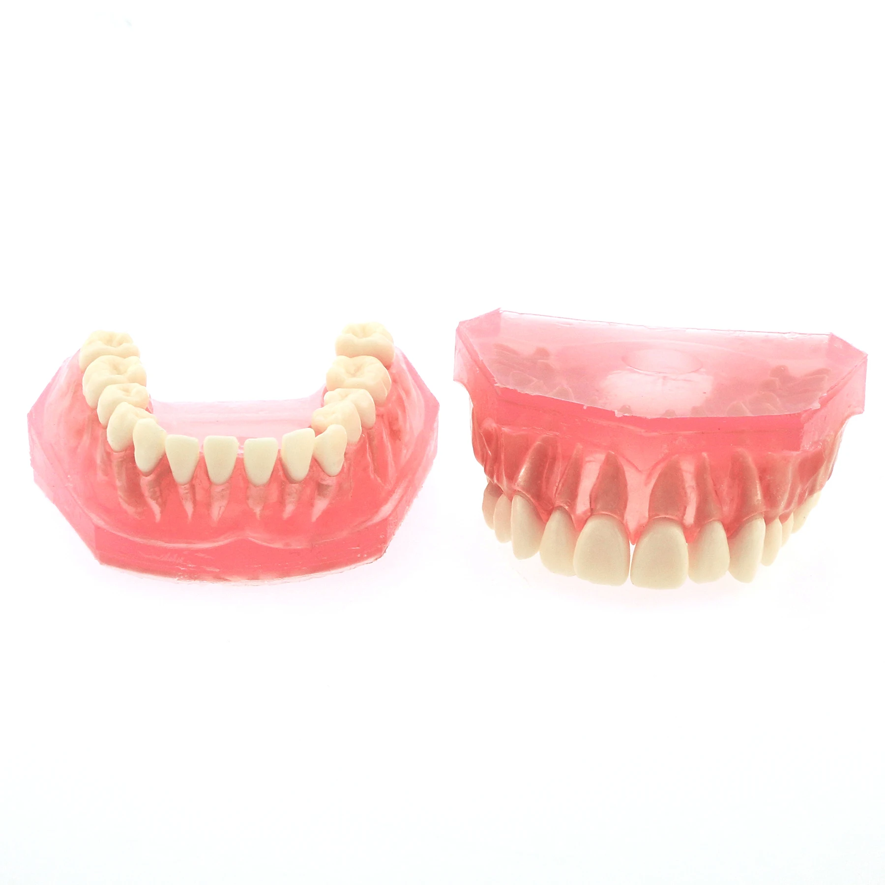 Dental Standard Typodont Model Soft Gum With 28 Removable Teeth Adult for Training Dentistry Practice Studying M7008