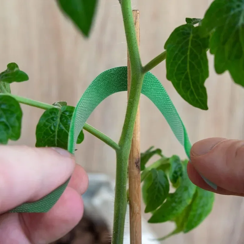 10/1 rollos de lazos para plantas de hilo de jardín, vendaje de nailon para plantas, gancho y bucle autoadhesivo, envoltura de caña de bambú,