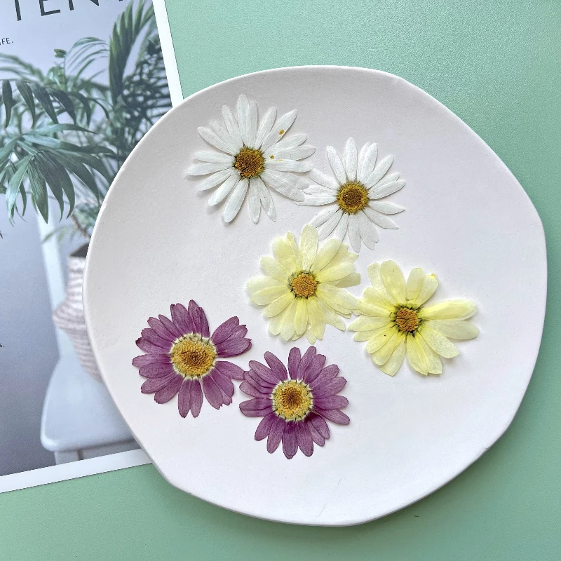 8 قطع، زهور مارغريت المجففة المضغوطة |   إشارة مرجعية لتزيين الوجه، إطار صورة، عينة نباتية، حرفة الوالدين والطفل في رياض الأطفال