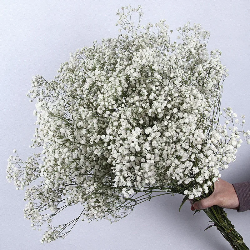 

Natural Fresh Dried Preserved Flowers Gypsophila paniculata Baby's Breath Flower bouquets gift Wedding Centerpieces For Tables