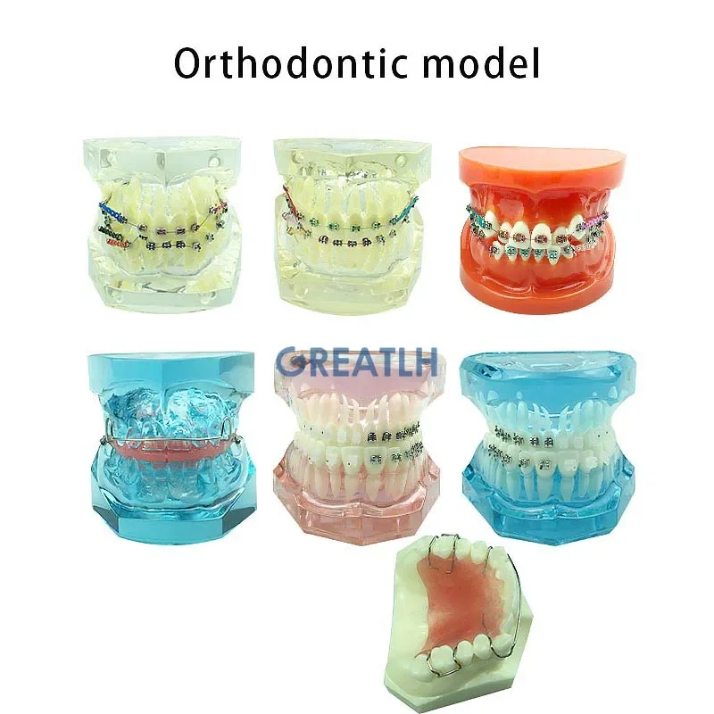 Dental Orthodontic Teeth Model Transparent Teeth Orthodontic Model with Brackets