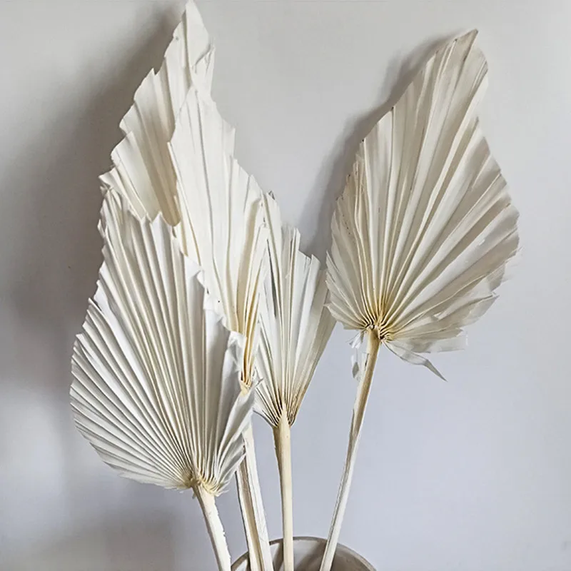 Palm Fan Leaf Dried Flower Mini Palm Leaves In Different Shapes Pampas Grasses Branches DIY Wedding Decorations Home Decor