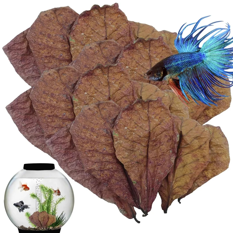 10/20/50pcs Aquarium Catappa Leaves Betta Shrimp Leaves Indian Almond Leaves PH Balance Water Conditioner for Aquarium FishTank