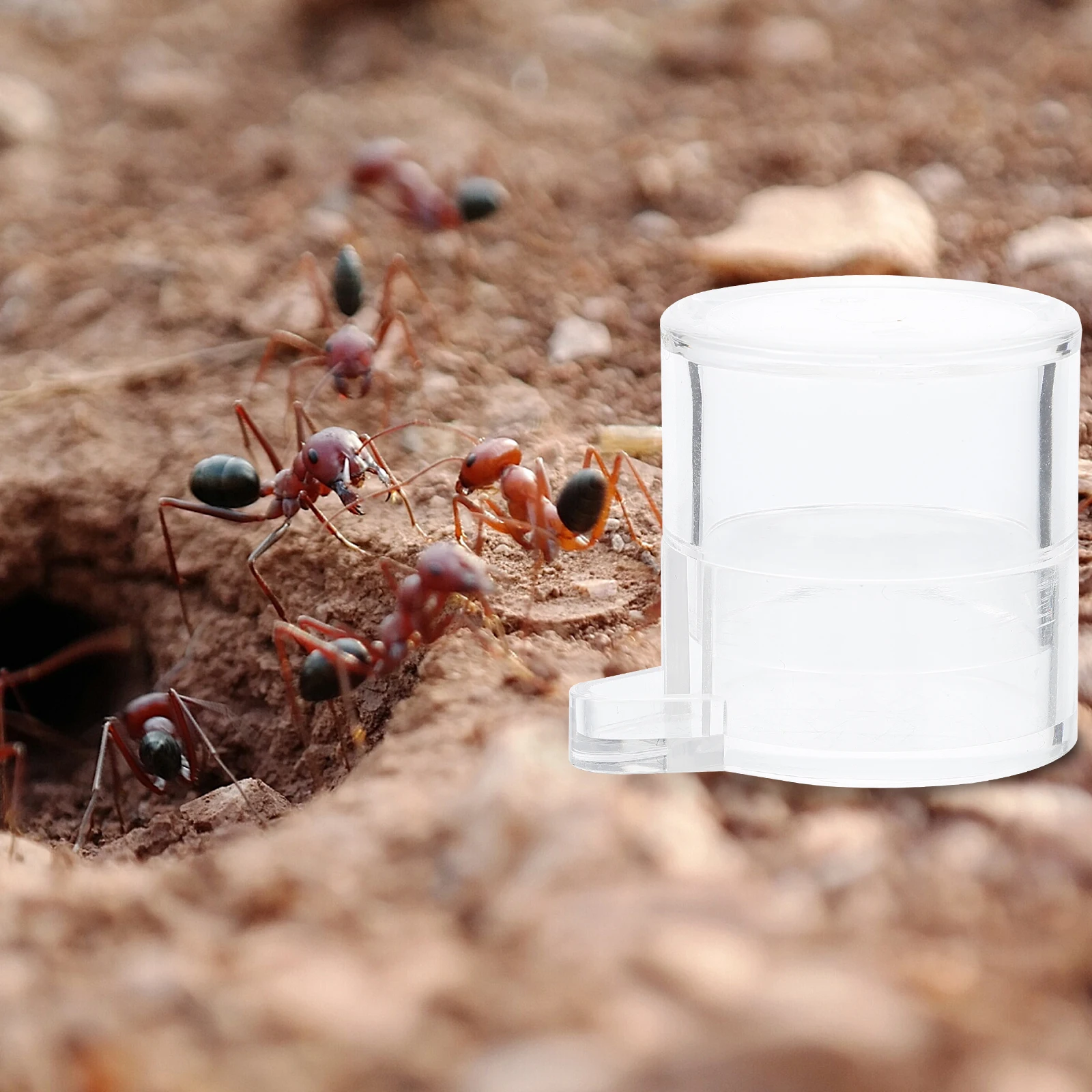 

2Pcs Ant Feeding Bowls Acrylic Durable Small Large Insect Water Bowl Size Insect Drinking Bowls for Ants Garden Tools