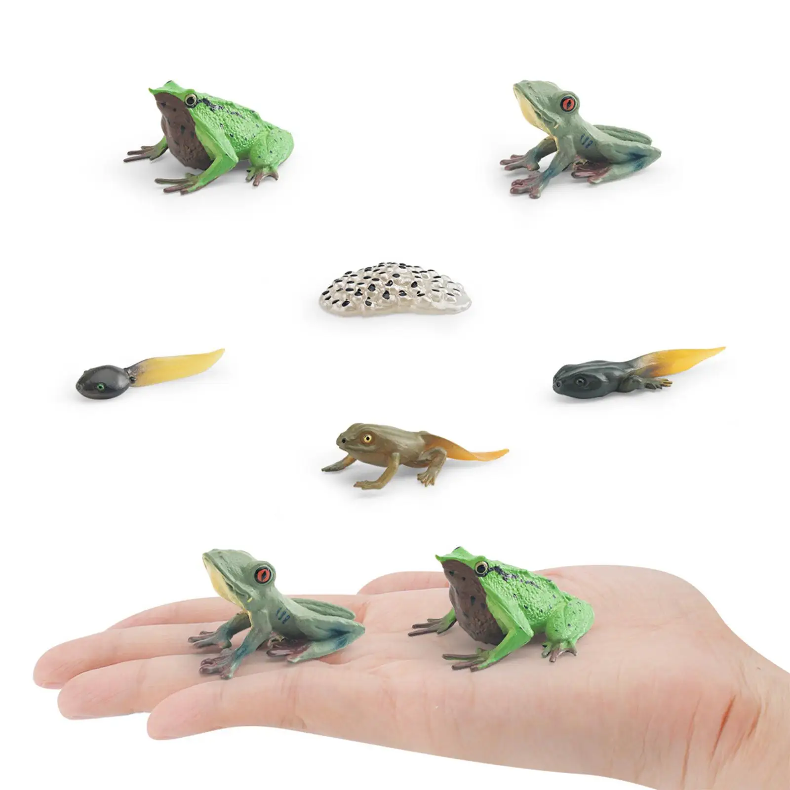 Life Cycle of Frog Toys Cake Toppers Animal Figurines Toy Teaching Props Science Birthday Gifts Animal Life Growth Cycle Figure