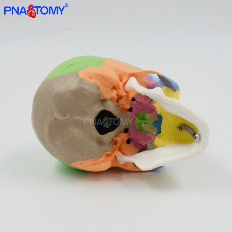 Mini cranio colorato modello staccabile 3 parti strumento anatomico umano risorse didattici regalo medico attrezzatura educativa anatomia