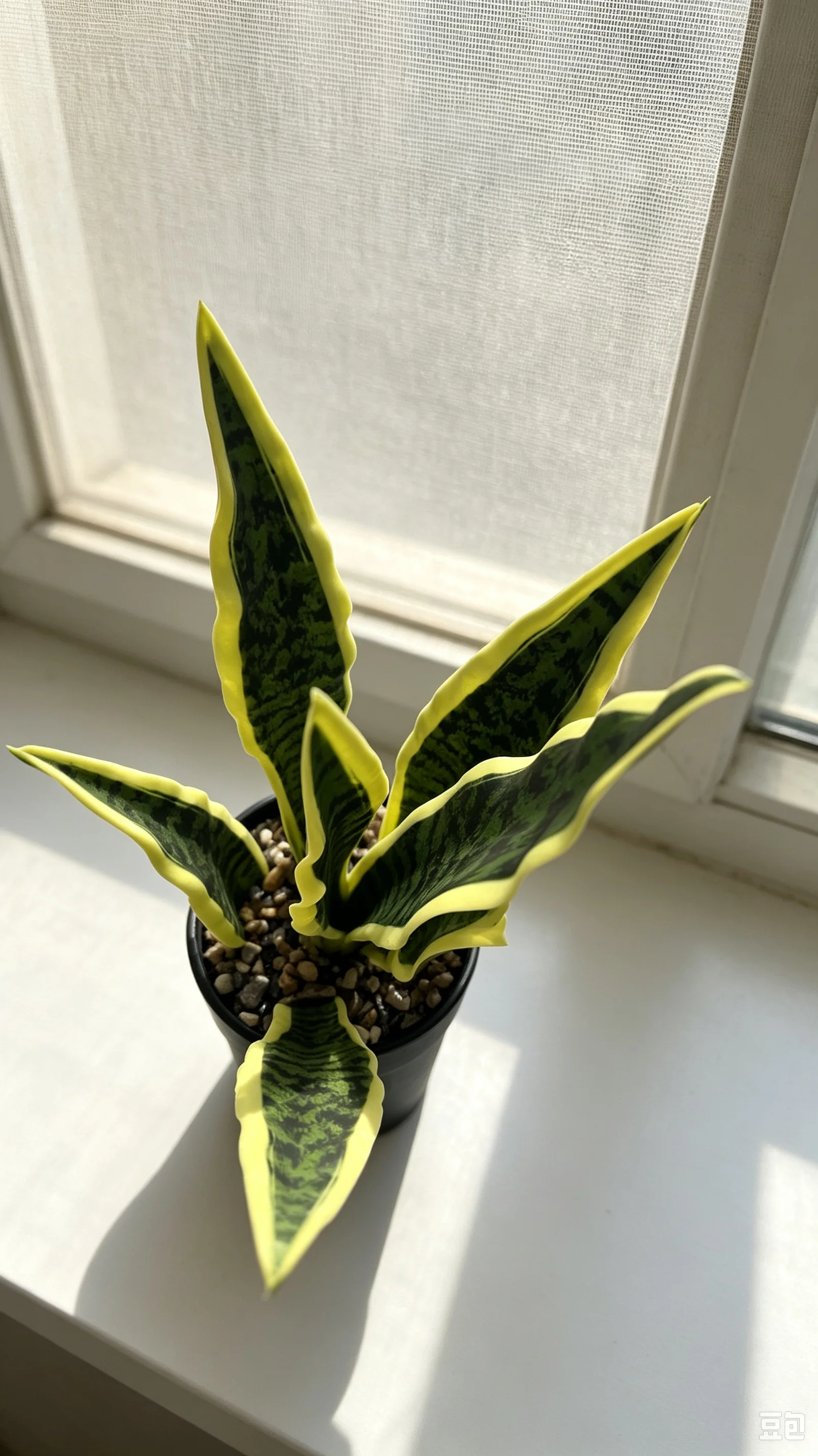 Artificial Snake Plant Black C - Snake Plant Ceramic 评论和价格