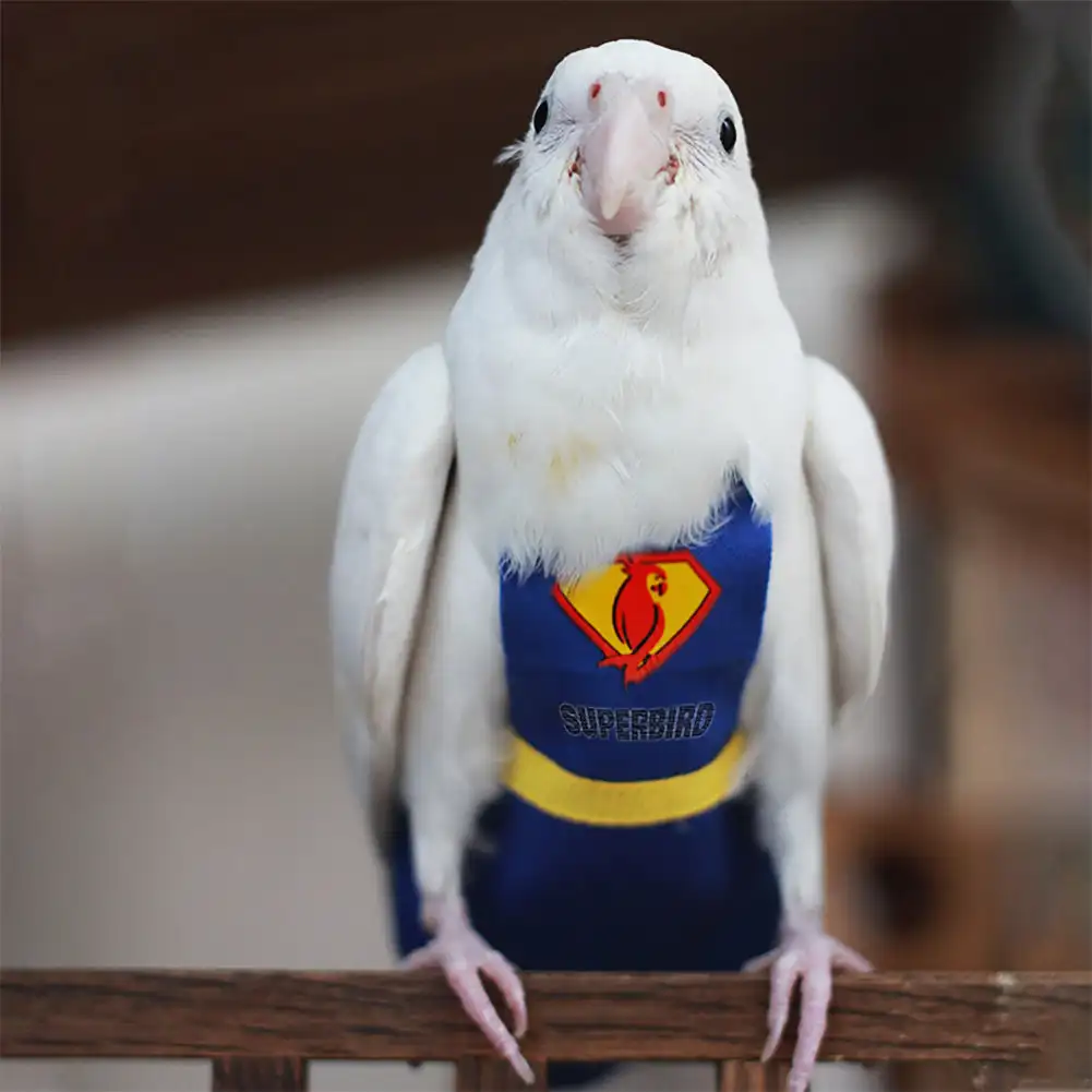 Superhéroe loro pañal traje de vuelo pañal ropa loro periquito paloma medio grande mascota pájaro