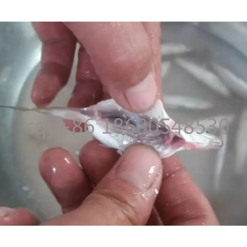 

IU Automatic Small Fish Cleaning Machine/anchovy Fish Killer Machine/small Whitebait Fish Gutting Machine