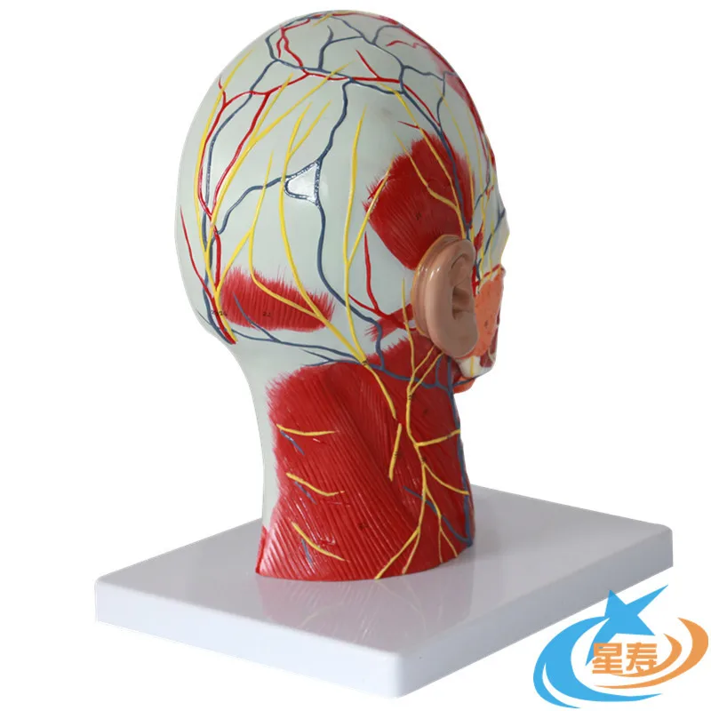 Head midline sagittal section with vascular and neural model Head anatomical model Brain model