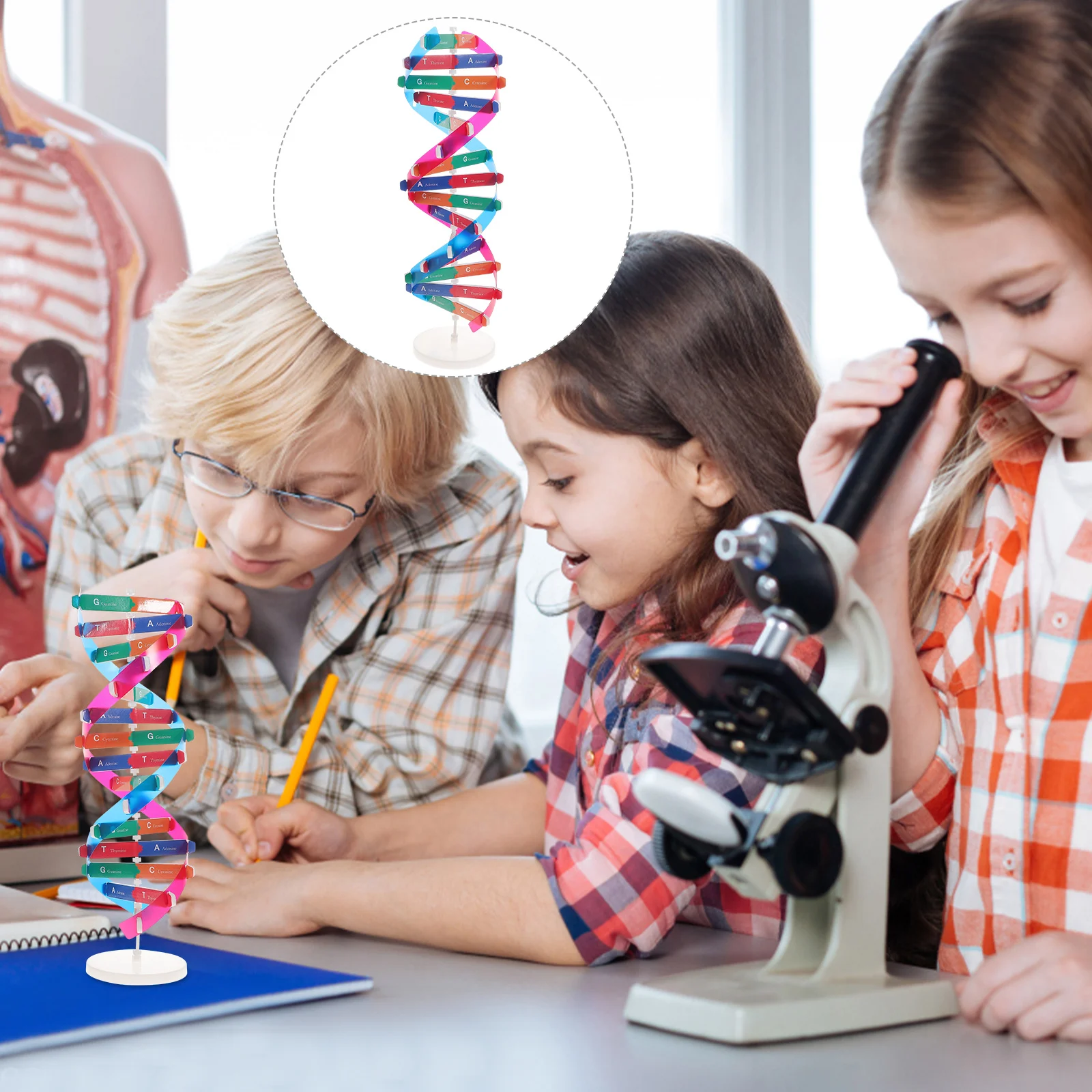 

DNA Kit Self Double Helix Model Kit Assembling DNA Display Stand Double Helix Model Human Genes Learning Toy Biological Teaching