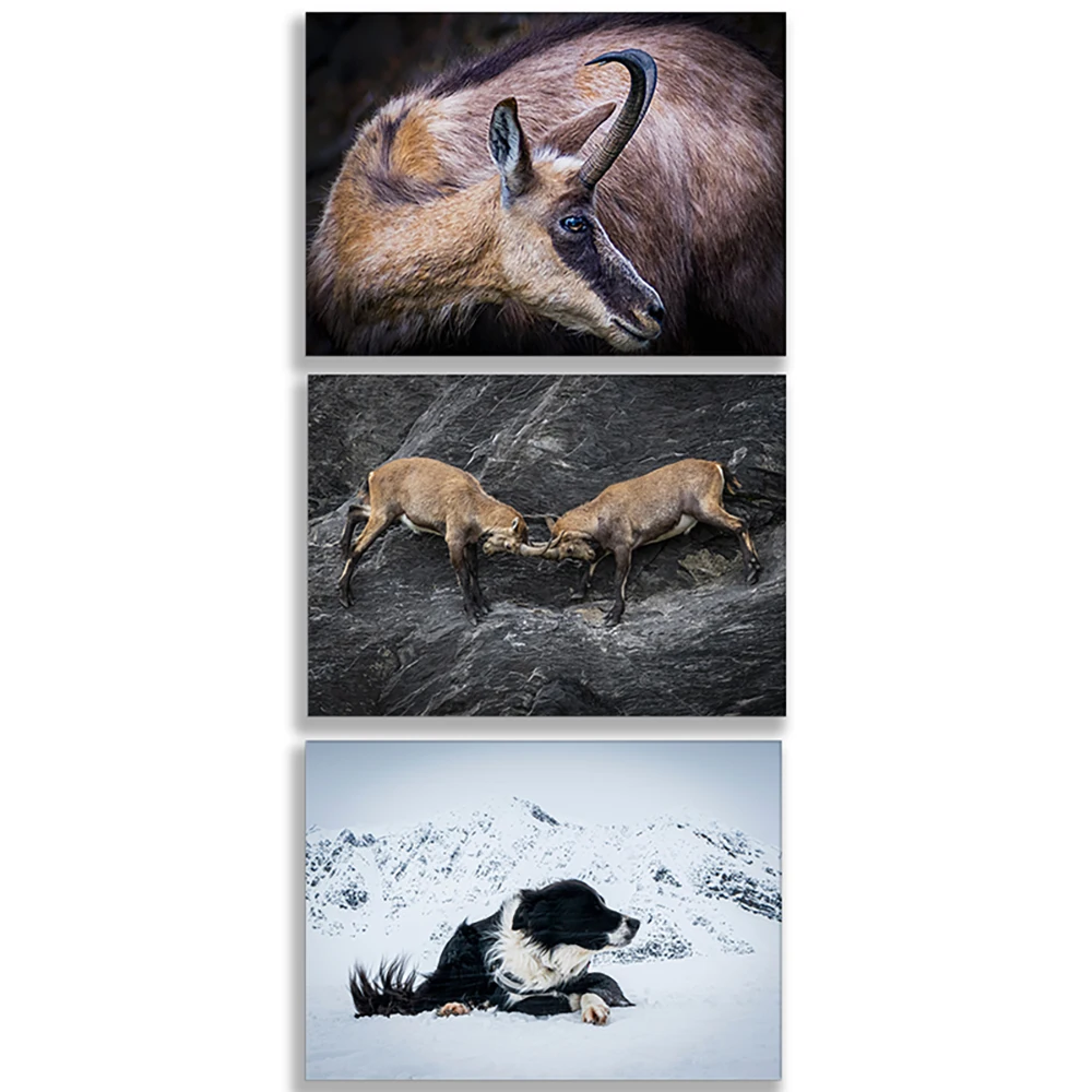 Battle of the Antelopes, Alpine ibex portrait, Ibex on the lookout, Chamois, Vosges, France - photo art print animal poster