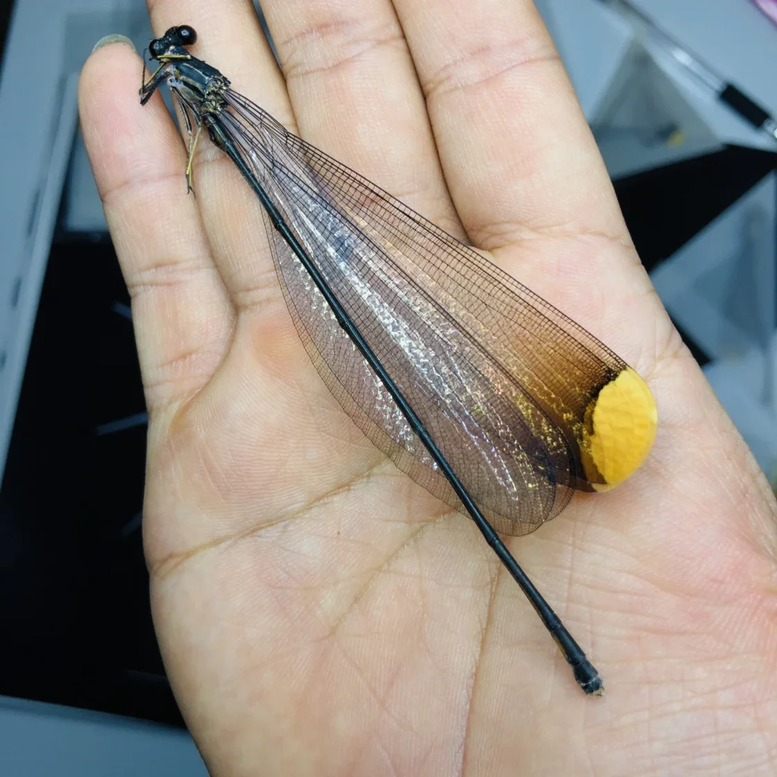 

Real Dragonfly Specimens Insects Wings, Not Unfolded Crafts, Teaching, Research Collection, Home Decoration Accessories, Statue