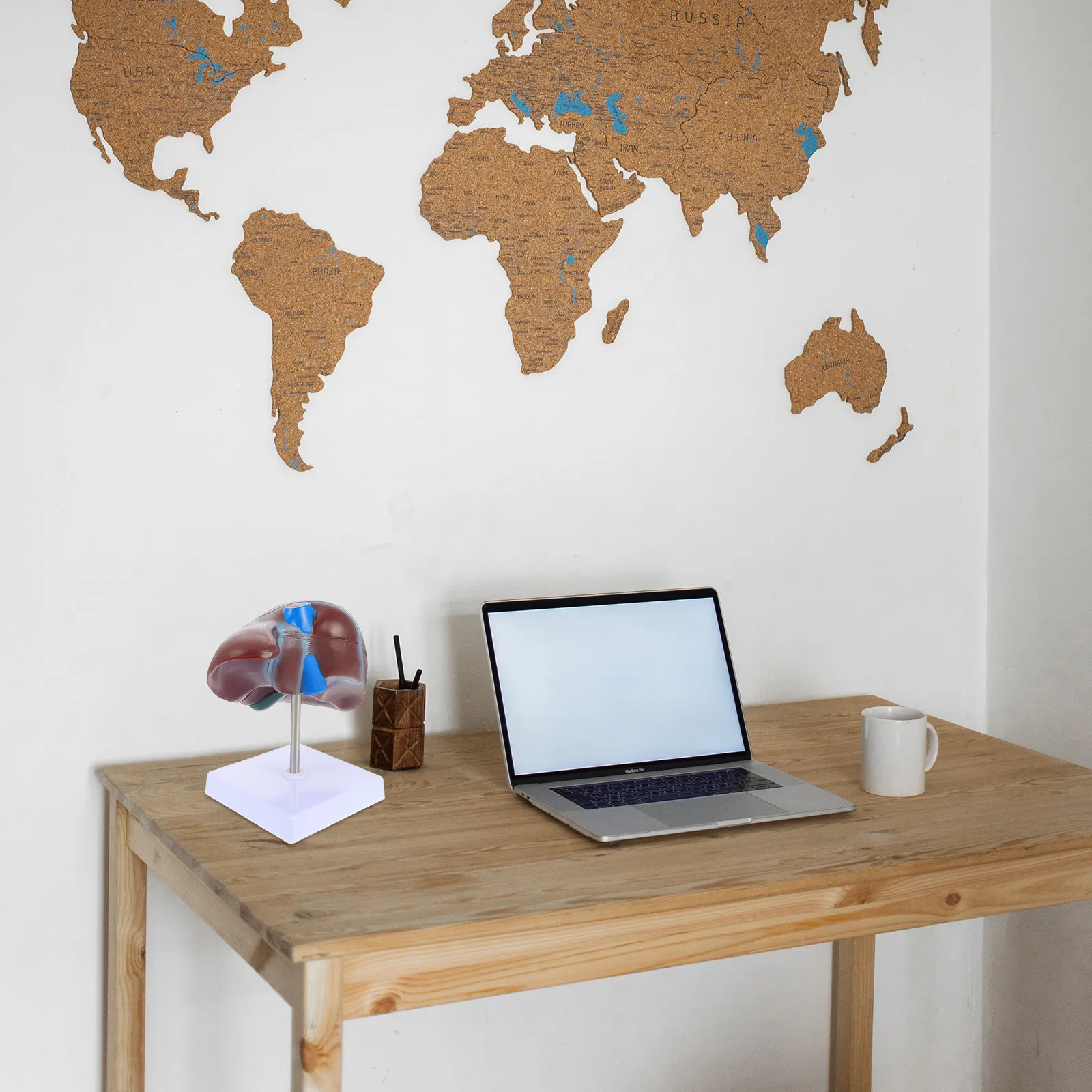 

Анатомическая модель печени человека (1 шт.) – Учебное пособие для изучения анатомии человека, детализированная демонстрация анатомии