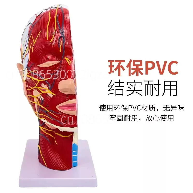 

Human Anatomical Half for Head Face Anatomy Medical Neck Section St