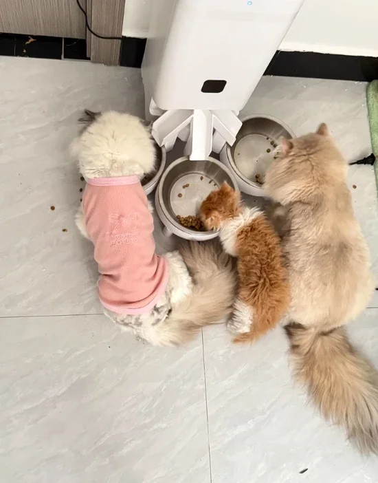 Three-bowl Automatic Pet Feeder for Europe and The Americas, Operates in Conjunction with The tu Smart Platform
