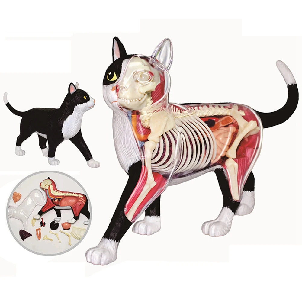 Animal Organ Anatomy Model 4D Cat Intelligence Assembling Toy Teaching Anatomy Model DIY Popular Science Appliances