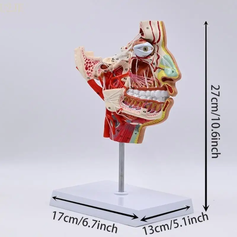 แบบจำลองทางกายวิภาคของมนุษย์ U2JE