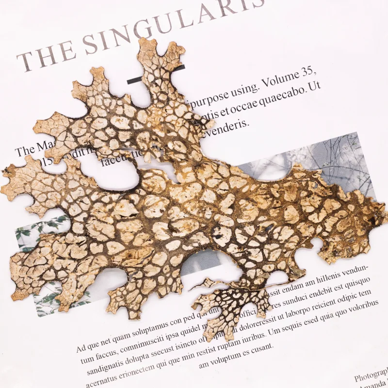 4 قطع، زهرة طبيعية مضغوطة على شكل لحاء نادر - لوازم فنية كلاسيكية على شكل زهرة مجففة يمكنك صنعها بنفسك لصنع بطاقات القصاصات وإطار صور الحرف اليدوية #5