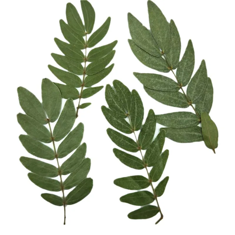 Planta de flores prensadas naturales secas reales, 24 piezas/7 ~ 10CM, hoja de Verbena, rama de hojas de prensa seca, artesanía de fabricación de joyas de resina