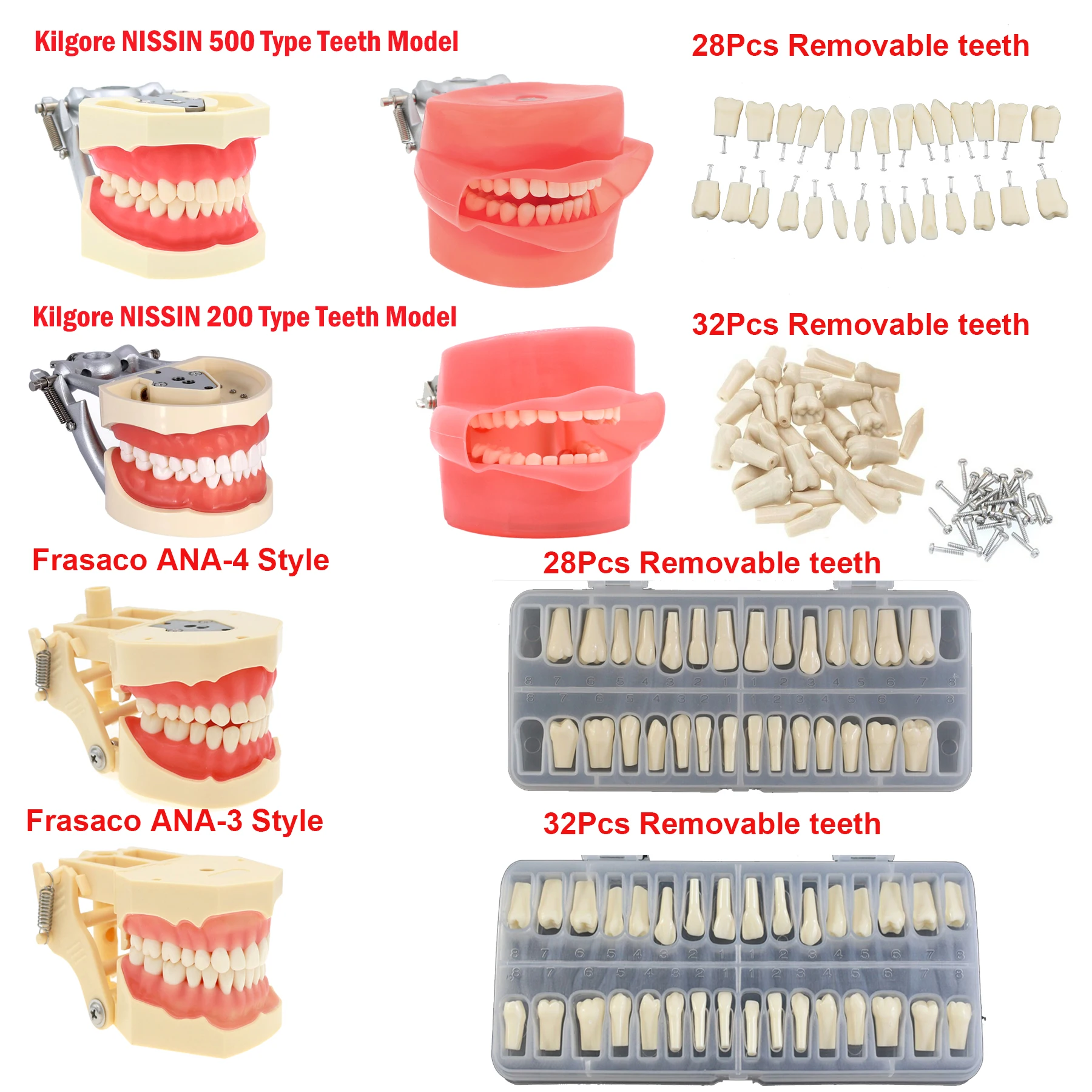 Dentystyczny Typodont Model zębów z wyjmowanymi zębami pasuje do Kilgore NISSIN 200/500 i Frasaco ANA-3/4 do nauczania stomatologii Demo