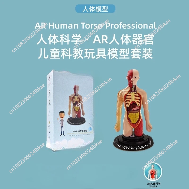 Scientific experiment detachable human body medical toy biological science human model