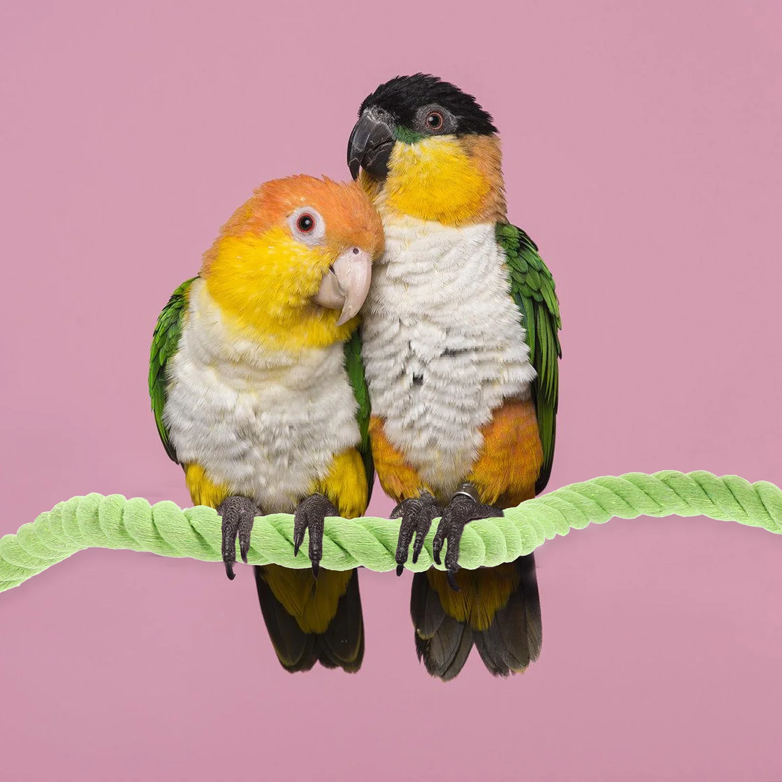 

Bird Rope Perch Hanging Swing for Parakeet and Cockatiel Wear-Resistant Cotton Rope Bird Cage Supply Activity Space Enhancer