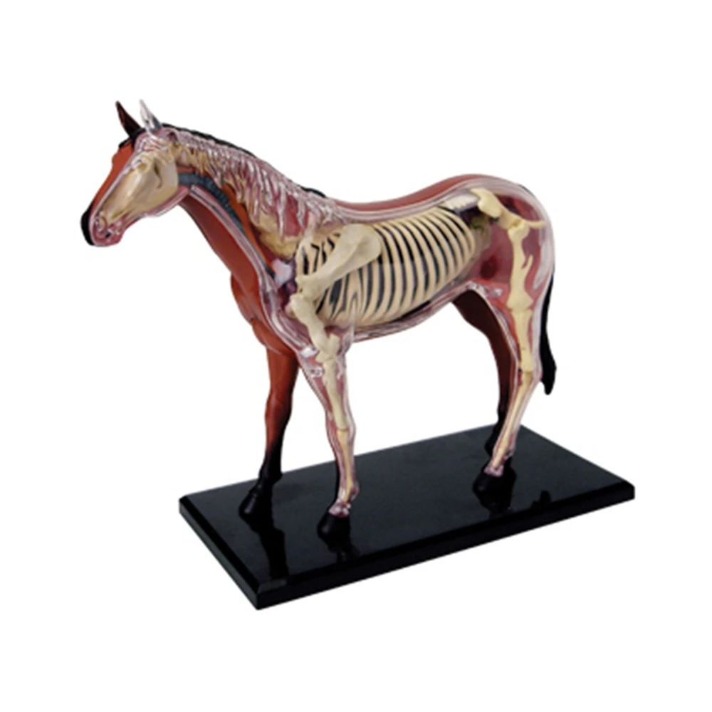 Modelo de anatomia de órgão animal 4d, inteligência de cavalo, montagem de brinquedo, modelo de anatomia de ensino, aparelhos científicos populares diy