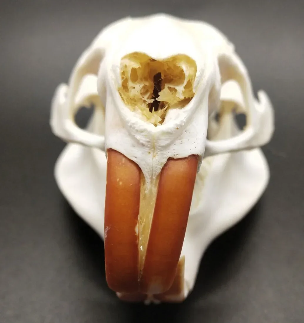

1pc Taxidermy Myocastor Coypus Coypu Skull Specimen Animal Real Bone Skeleton Biology