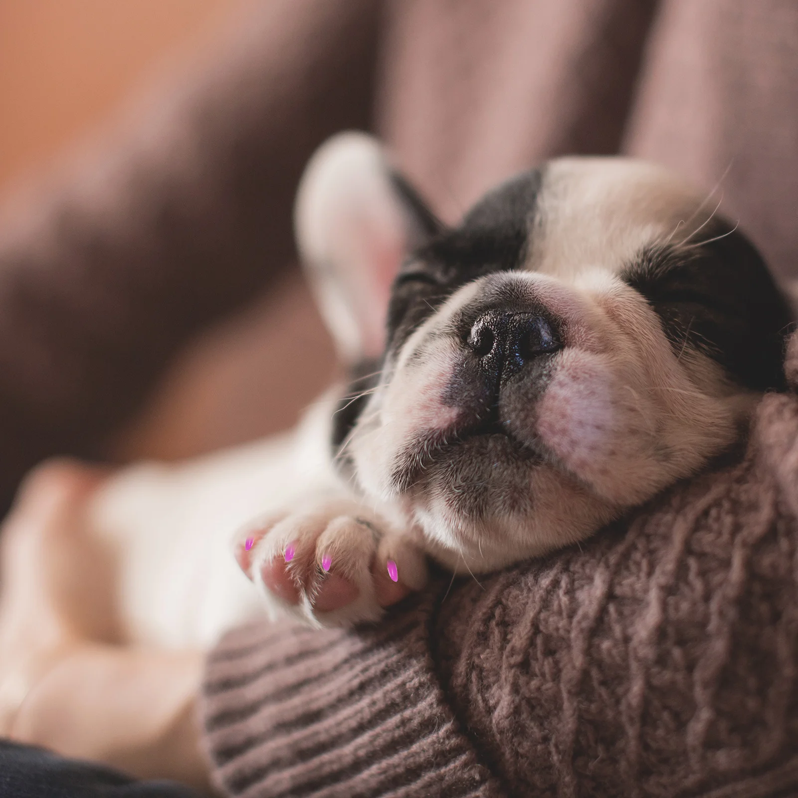 

160Pcs Cat Paw Nail Covers Premium Flexible Silicone Pet Claw Caps No Sharp Edges Protect Furniture Multiple Colors Pet Nail Art