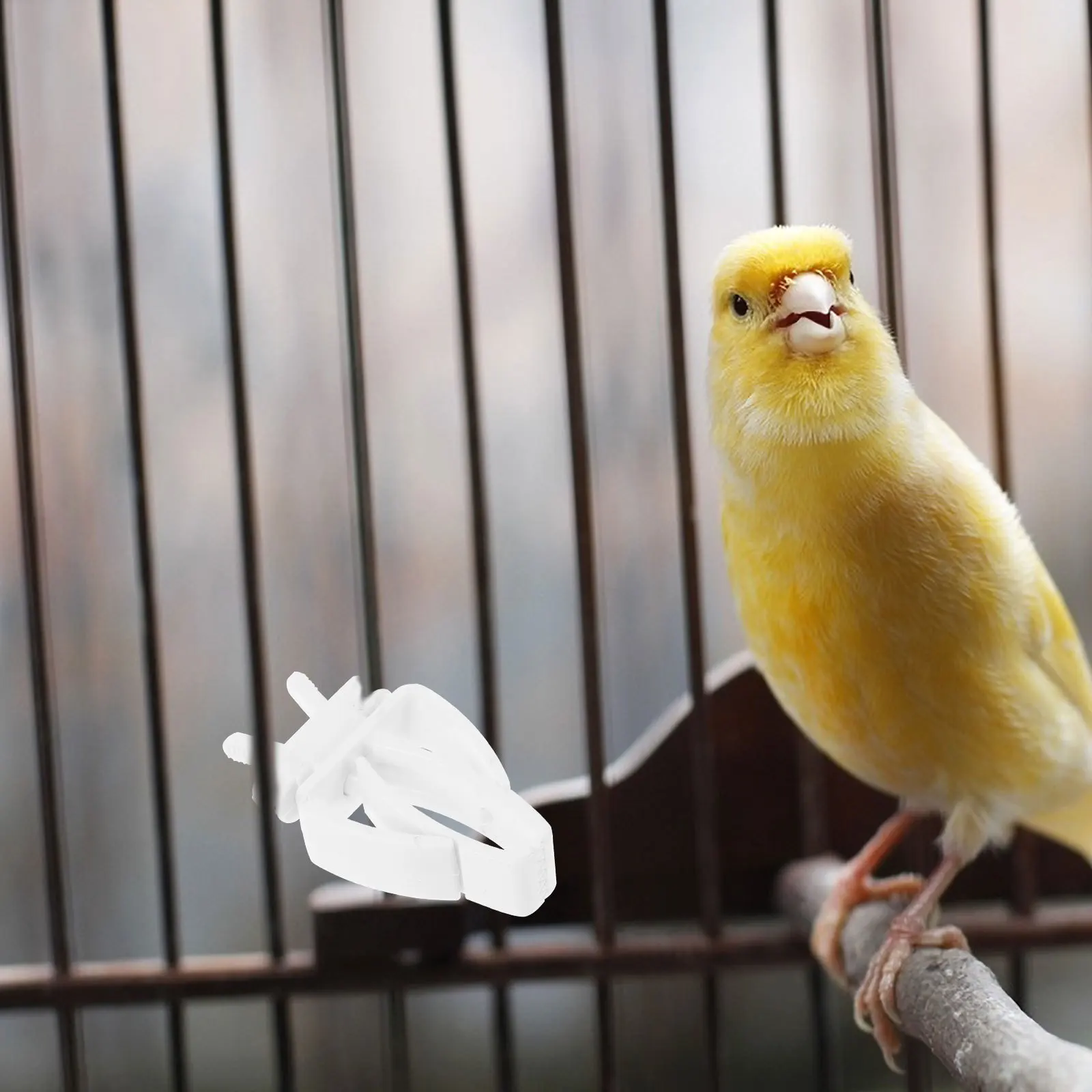 

6 pcs Vegetable Holder For Birds Plastic Parrot Fruit Fork Bird Feeding Accessory Pet Hanging Feeder Tool Skewer Stick