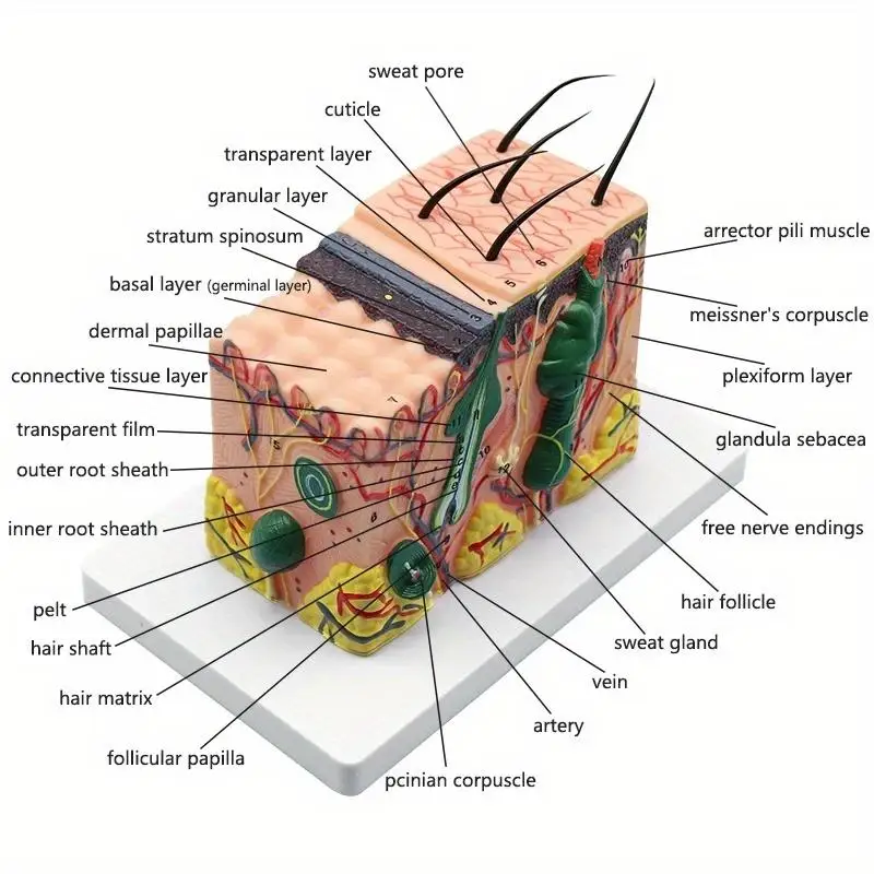 35X Human Anatomical Skin Texture Subcutaneous Tissue Dissection Model for Medical Teaching and Biology Education