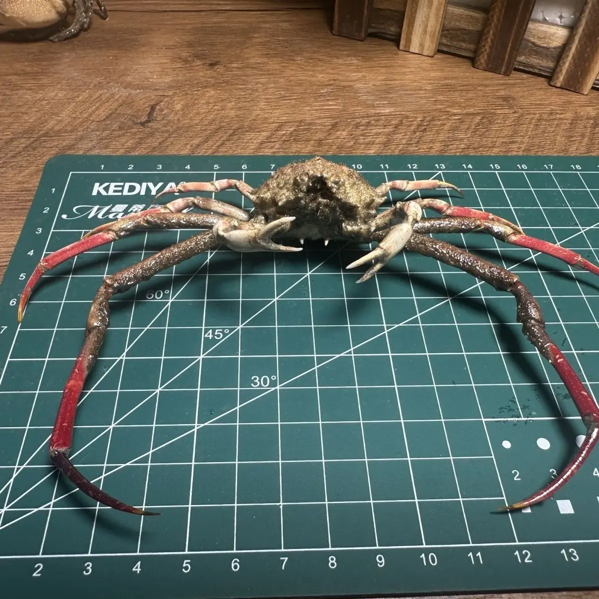 Real Harris' Woolly Crab Specimen - Desktop Decor, Display Collection, Attractive Birthday Gift & Science Teaching Tool