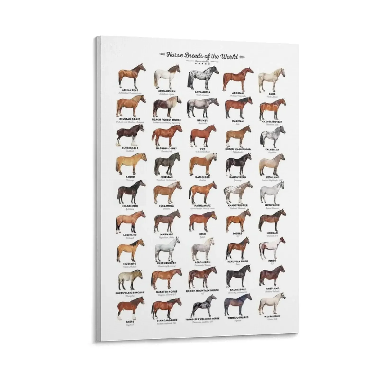 

Horse Breeds Of The World Canvas Painting wall art bedroom decoration wall decor