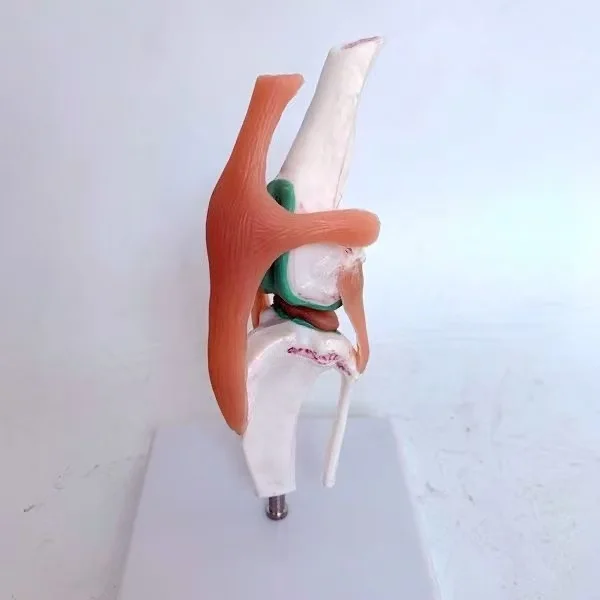 

Модель скелета собаки, коленный сустав собаки, Собачий сустав, Модель функции связок собаки, Скелет собаки, Модель домашнего животного скелета собаки