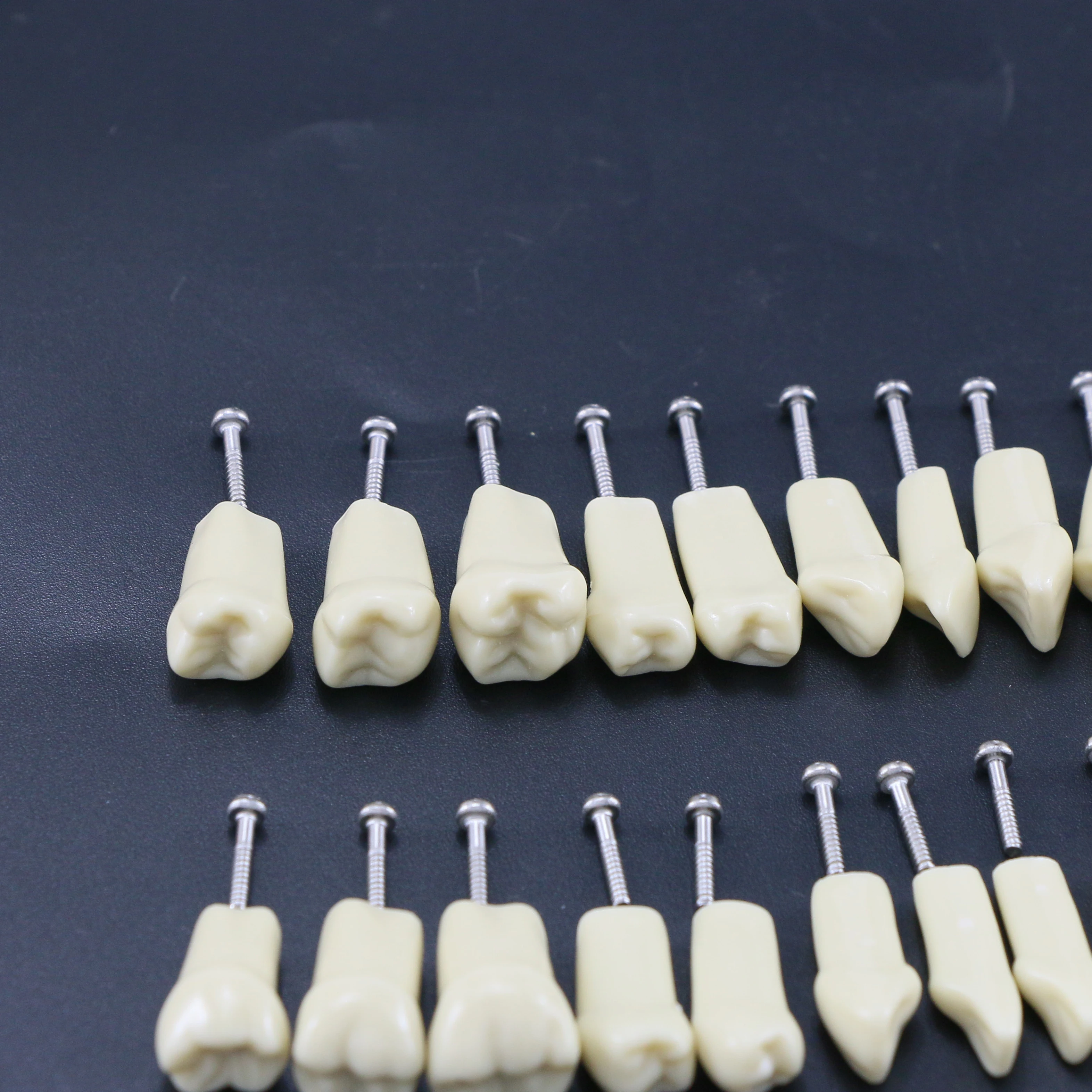 28pcs 32pcs Removable Typodont Teeth Dental Practice Teaching Replace Detachable Compatible With Frasaco AG3 ANA-4 Model