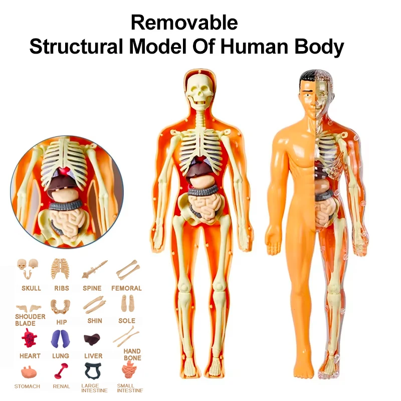 3D Montessori Puzzle Human Anatomy Model Children's Educational Toy Simulate Biological Learning Organs STEM Body Learning Tools
