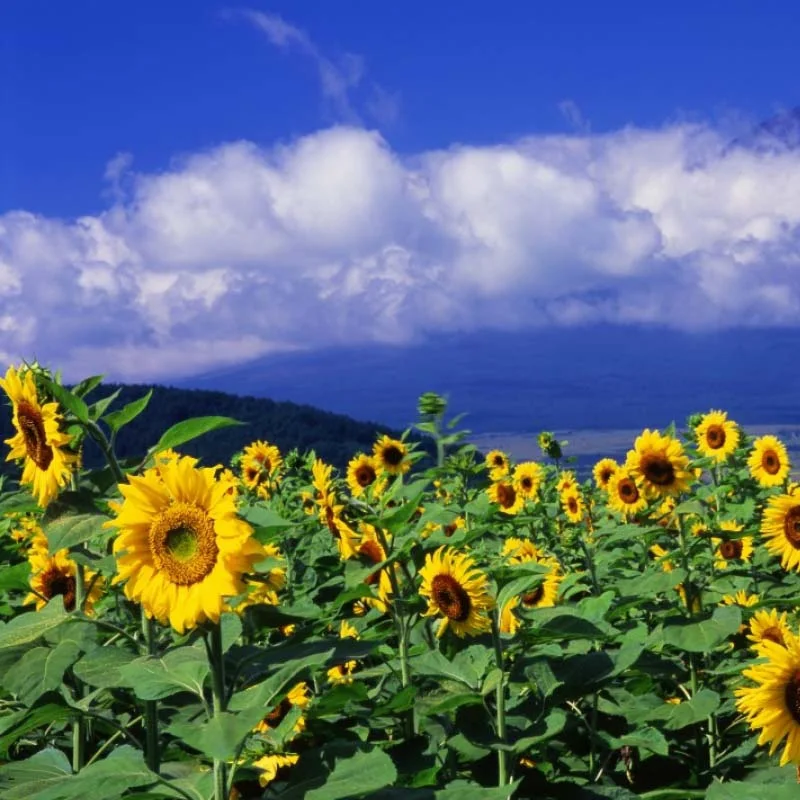 

building blocks only for friend