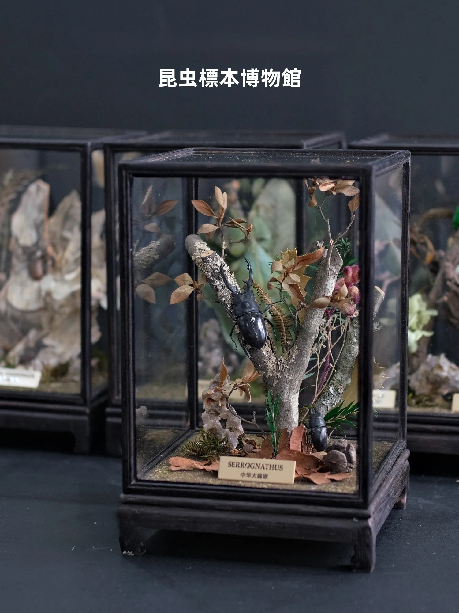 

Настоящий образец насекомого-жука в стеклянной рамке для домашнего декора, микроландшафт, для детей